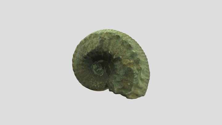 Ammonite_liparoceras 3D Model