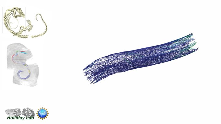 Inner longitudinal muscle of a pangolin tongue – Modello 3D gratuito STL