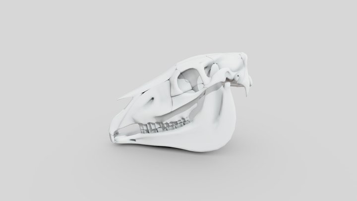 Anatomía de caballos - Craneo 3D Model