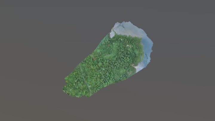 Forest 3D Model in Panama 3D Model