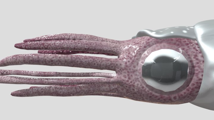 Orthoceras (Downloadable) 3D Model