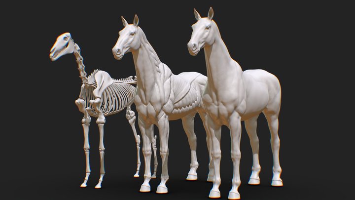 Animal Horse Anatomy Skin Ecoche 3D Model