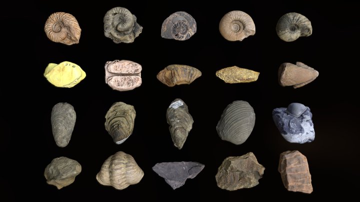Lowpoly fossils - 1