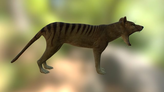 Thylacine Female 3D Model