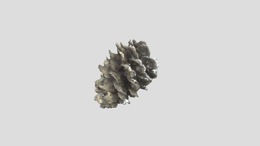 pinecone