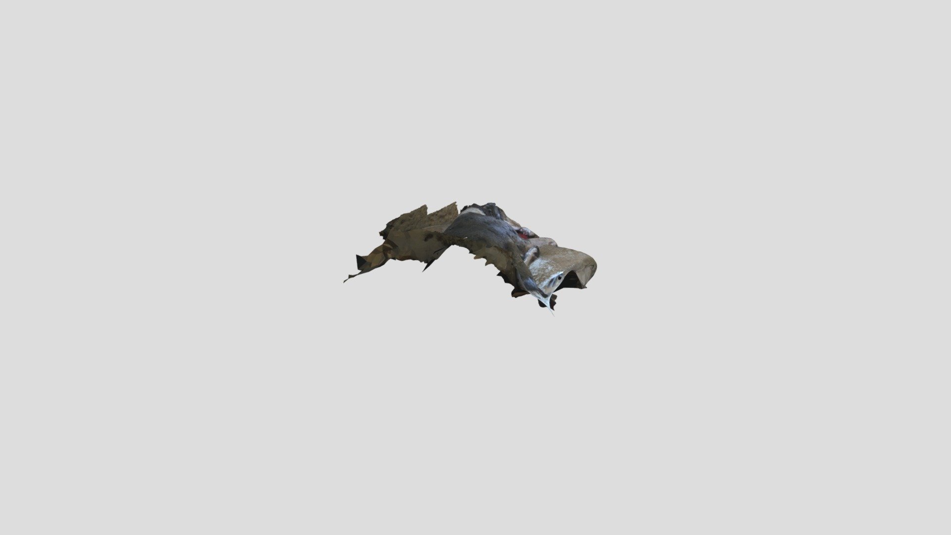 Dog Photogrammetry Test 1