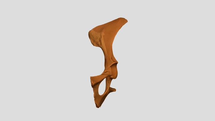 Bubalus Bubalis Pelvis L 3D Model