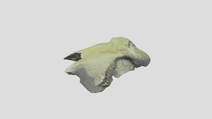 Manatee Skull Portion