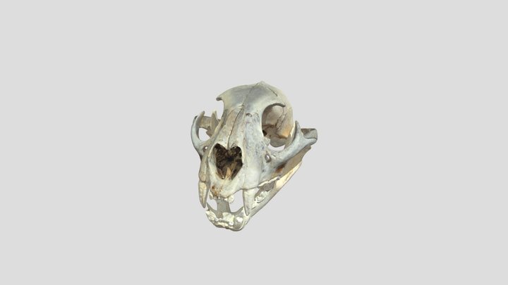 CougarSkull 3D Model