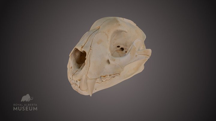Cougar Skull 3D Model