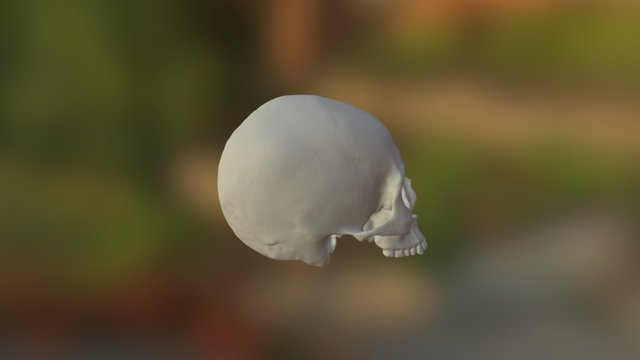 UWF3 Skull - Parietal and Temporal Bones 3D Model