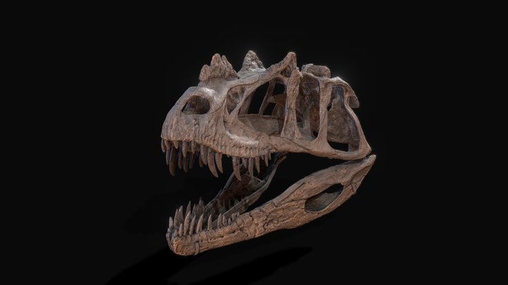 Fossilogic Ceratosaurus Skull 3D Model