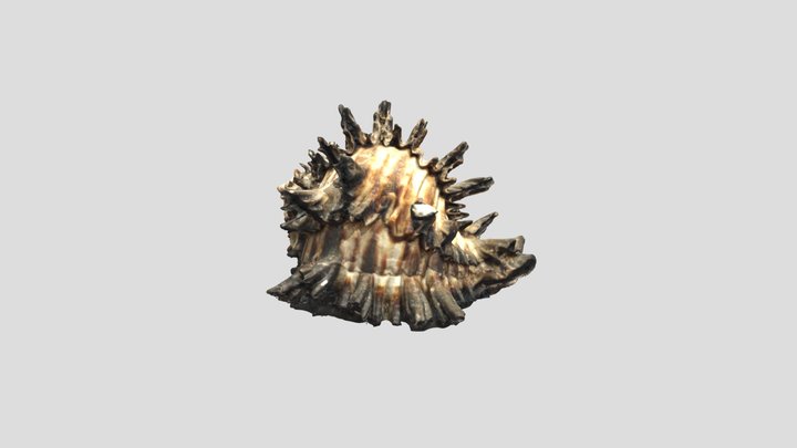 Dark Shell - McLean Museum, Greenock 3D Model