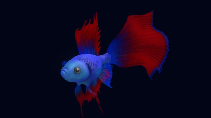 Betta Fish 3D Model