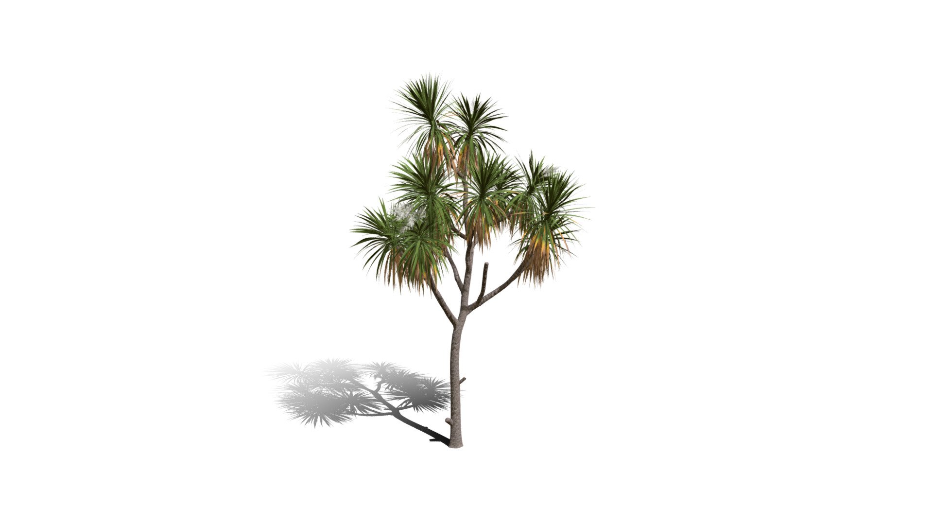 Realistic HD Cabbage tree (18/50) - Download Free 3D model by ...