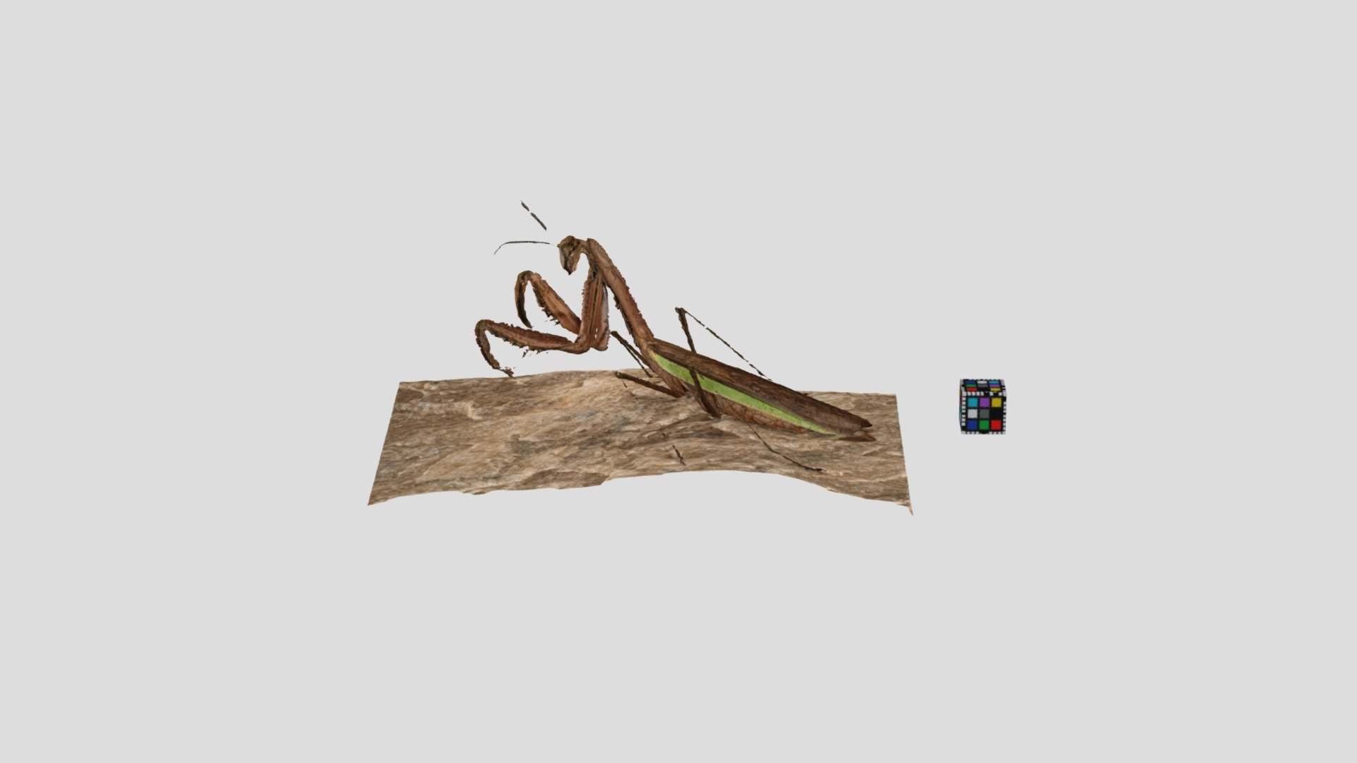 オオカマキリ Jiant mantid, Tenodera aridifolia