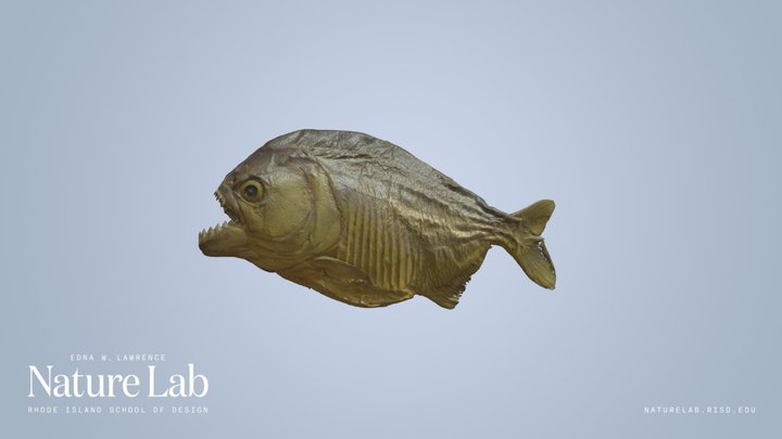 Piranha – Kostenloses 3D-Modell STL