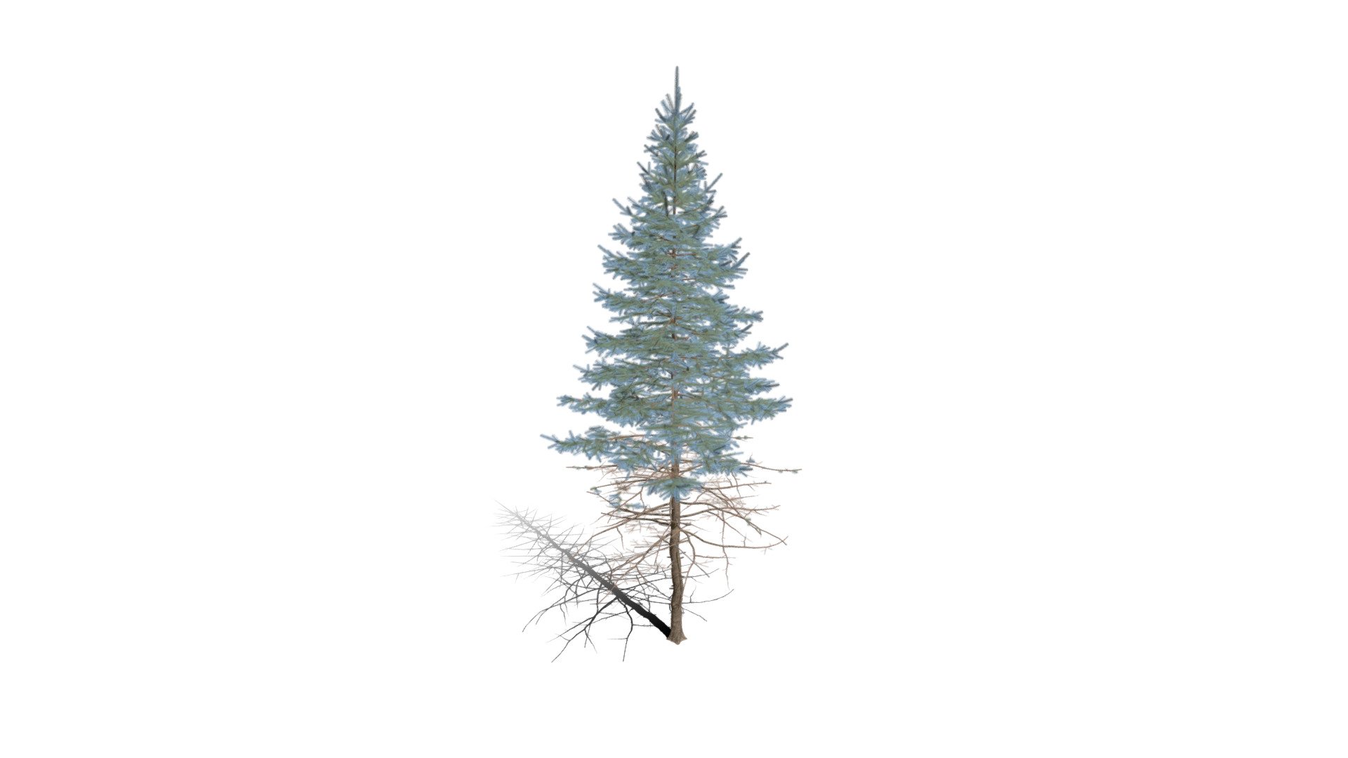 Realistic HD Colorado Blue Spruce 22 43 Buy Royalty Free 3D Model   B53612ee49eb4a8f896be40fbad38a0f 