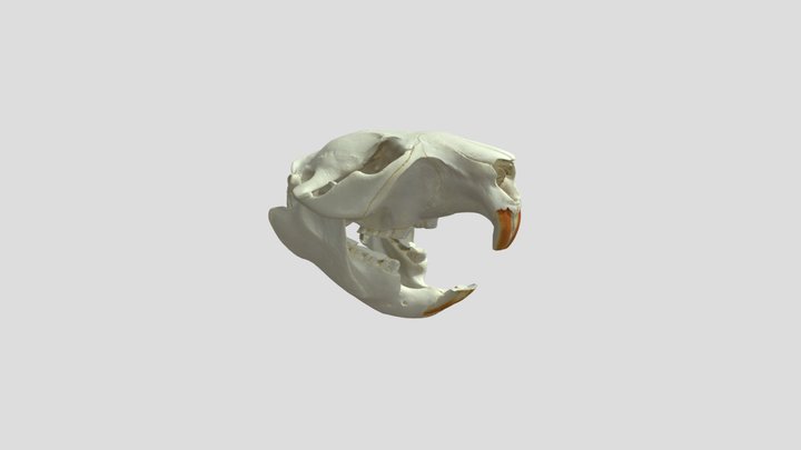 Beaver Skull and Mandible 3D Model