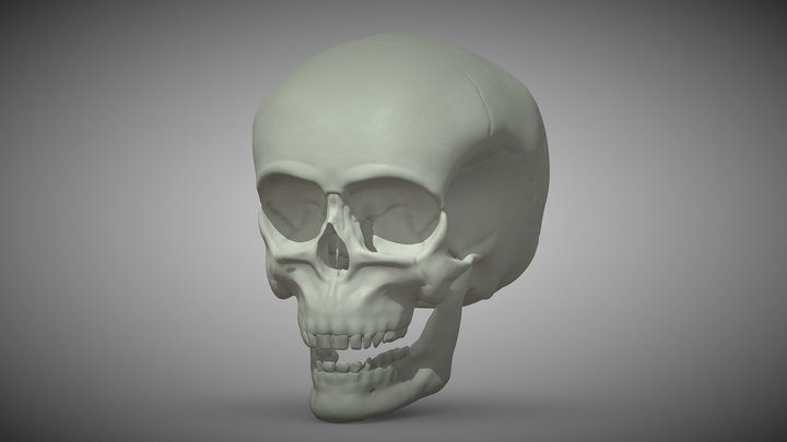 Anatomical Skull HP 3D Model