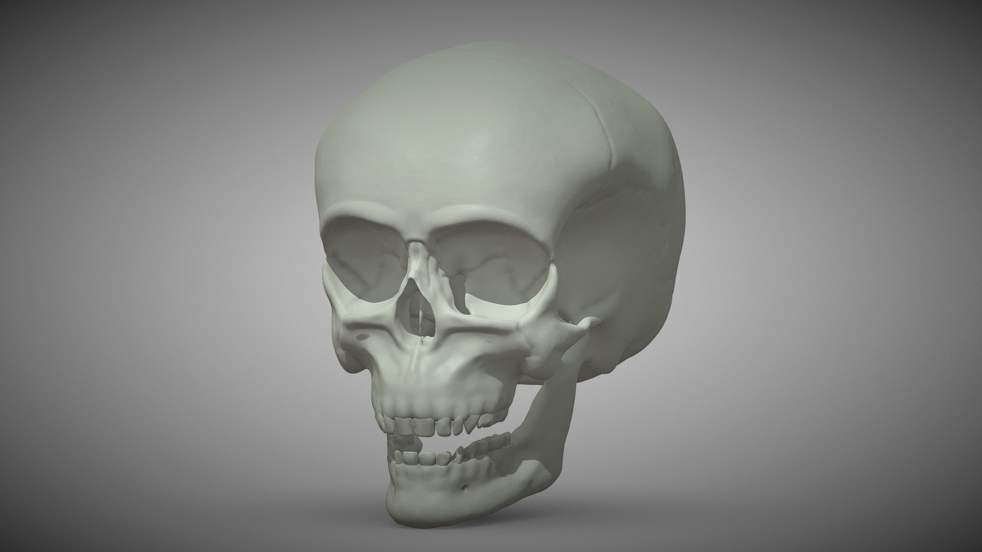 Anatomical Skull HP