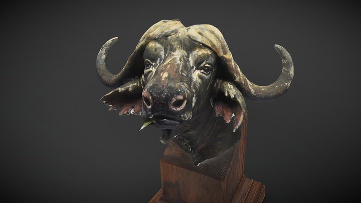 Buffalo Bust 3D Model