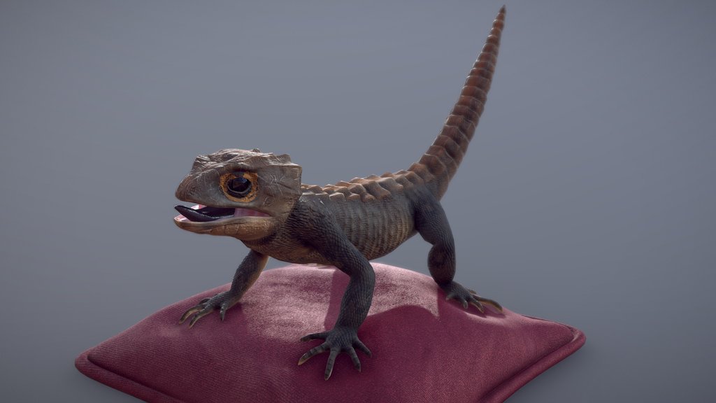 Crocodile Skink