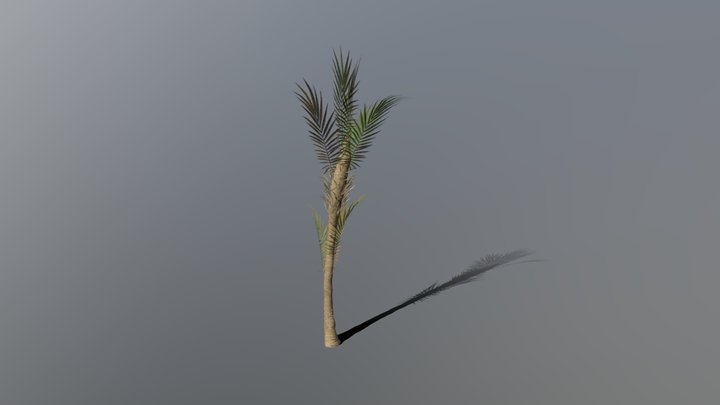 Phoenix dactylifera (big) 3D Model