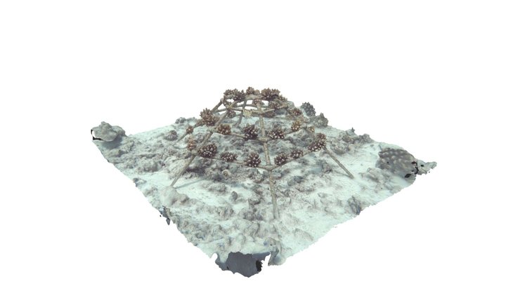 Healthy Coral Frame After 1 Year 3D Model