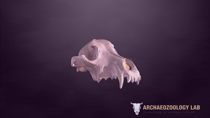 CUMNH Archaeozoology Collections - Dog Skull 3D Model