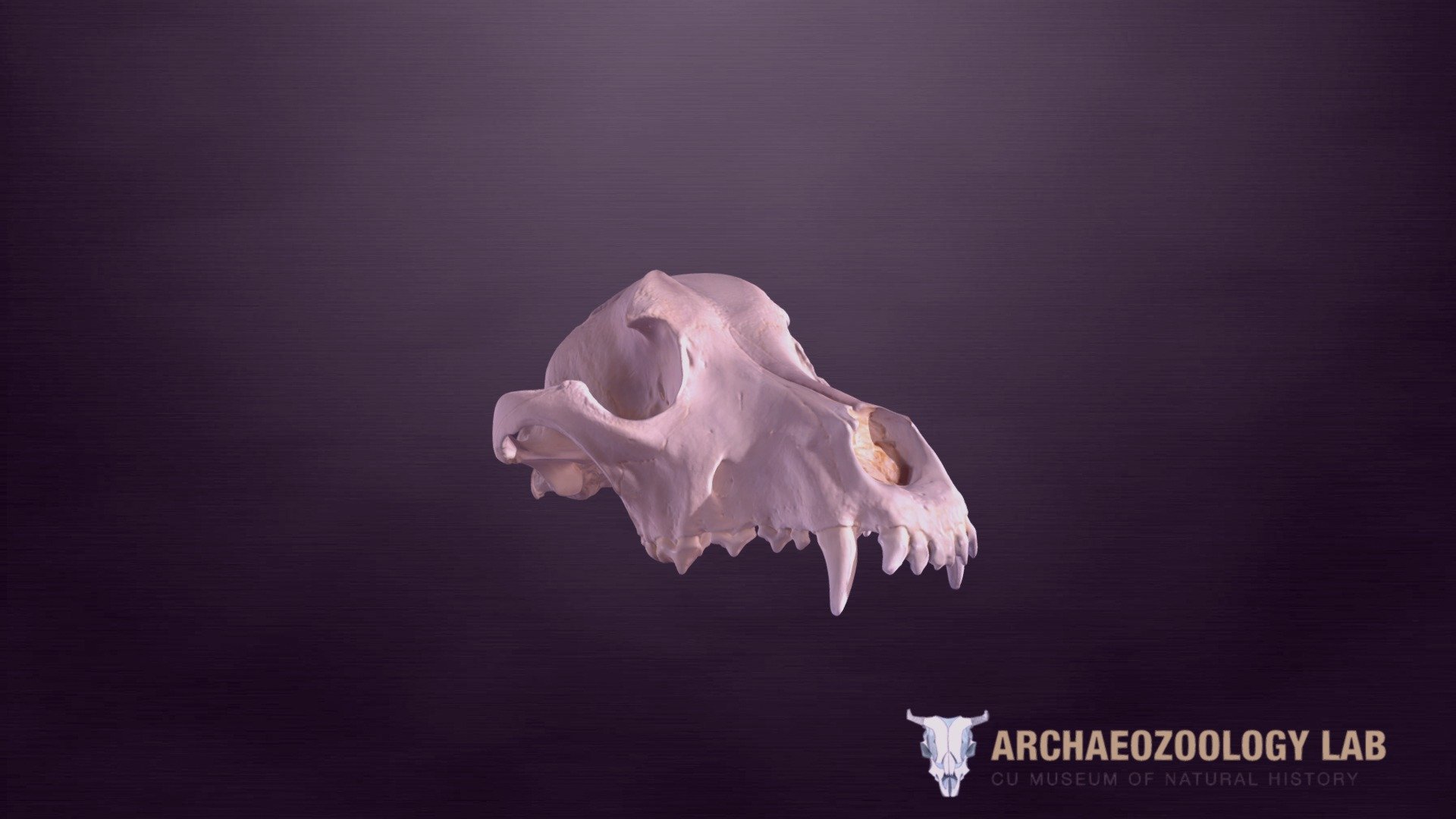 CUMNH Archaeozoology Collections Dog Skull 3D model by william.tt