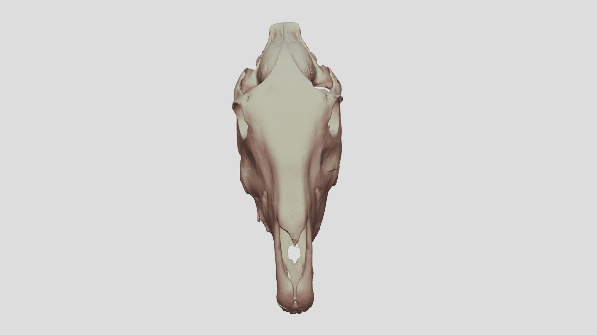 Horse skull raw mesh - 3D model by Absolute3D [3d3bea3] - Sketchfab