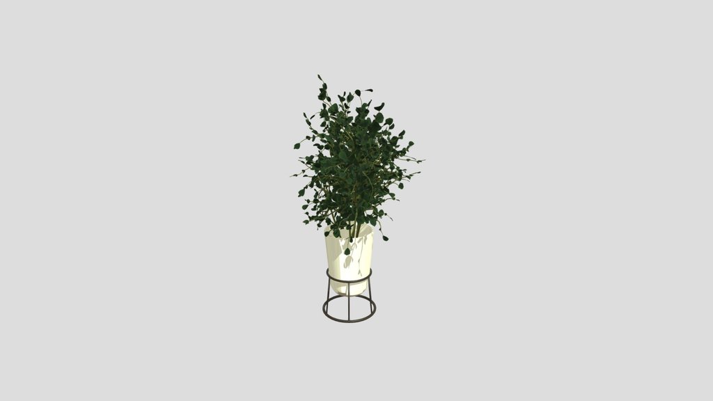 Tabletop Plant