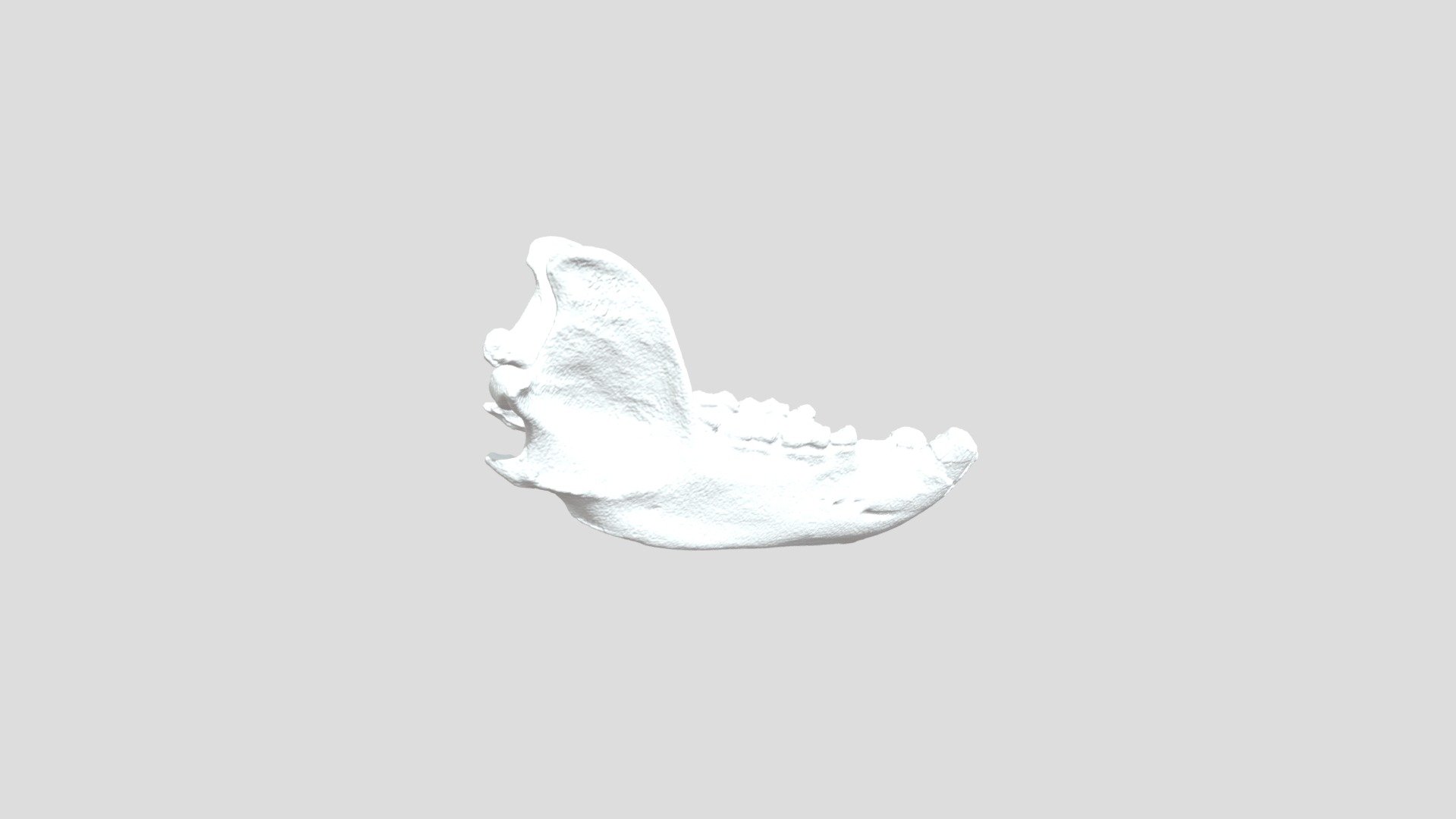 Ursus arctos mandible_1 — Sketchfab embed 3D viewer