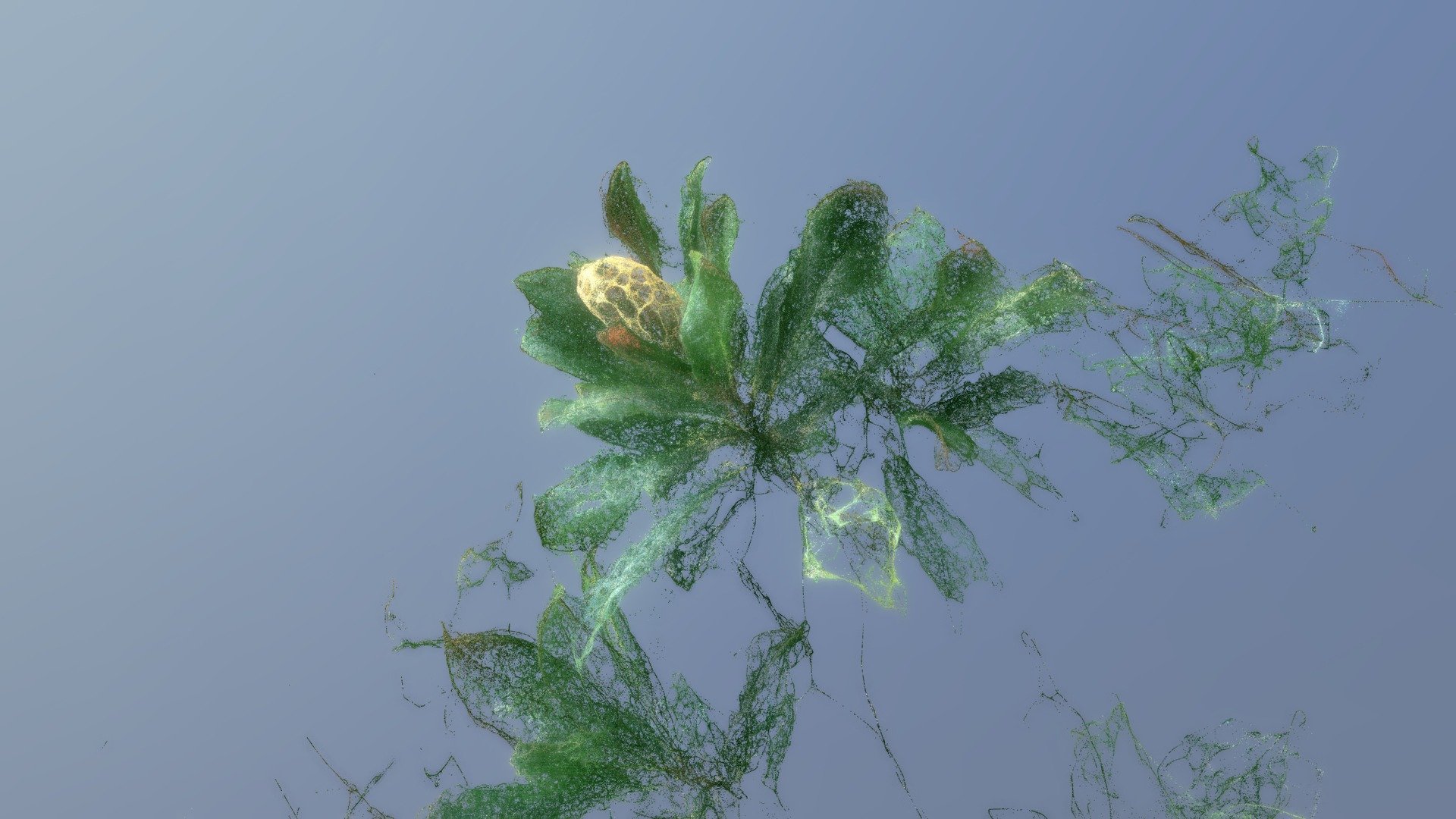 Magnolia-Blossom-2019-07-06-2300k-pts