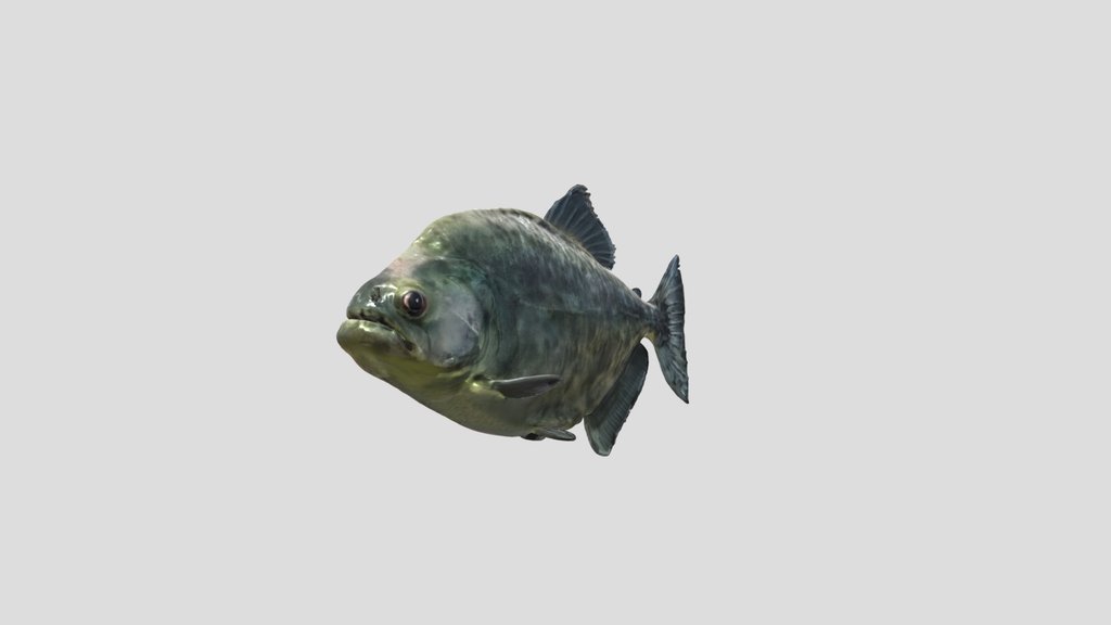 Marble Piranha (Marble Rhombeus)