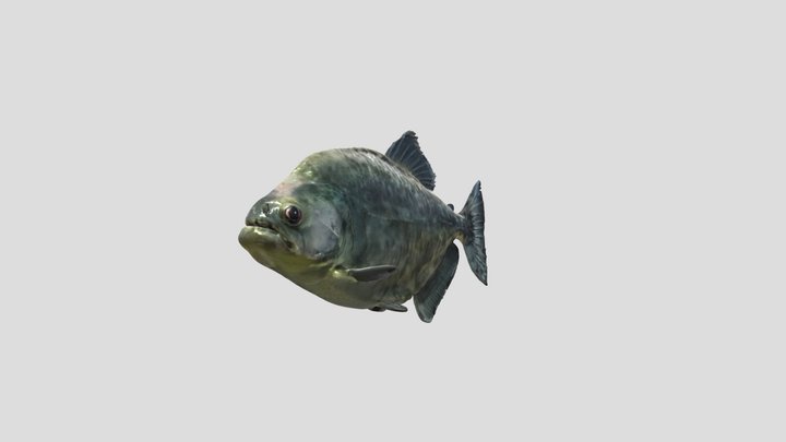 Marble Piranha (Marble Rhombeus) 3D Model