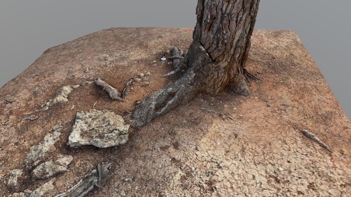 Tree roots and bark detail 3D Model