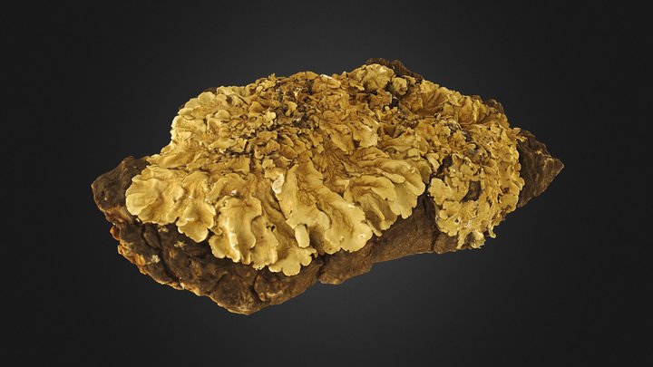 Lichen (Flavoparmelia caperata) 3D Model