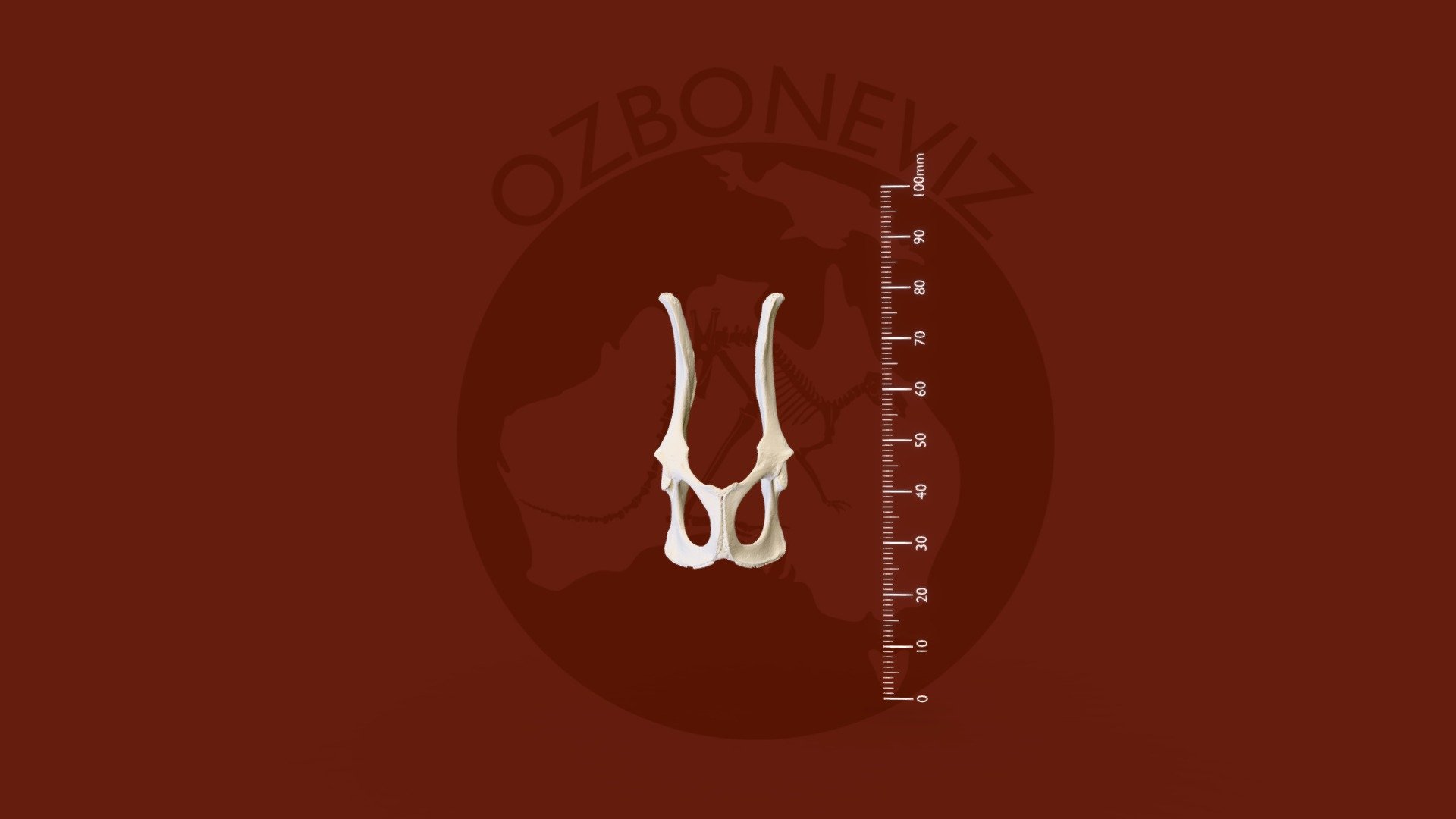 Ringtail possum pelvis - 3D model by Ozboneviz [3d54b12] - Sketchfab