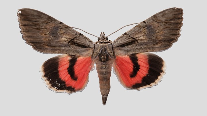 YPM ENT.603015 Underwing moth, Catocala optata – Kostenloses 3D-Modell STL