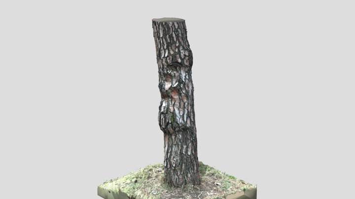 Pine tree trunk 3D Model