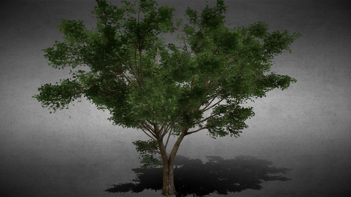 American Elm Tree 3D Model