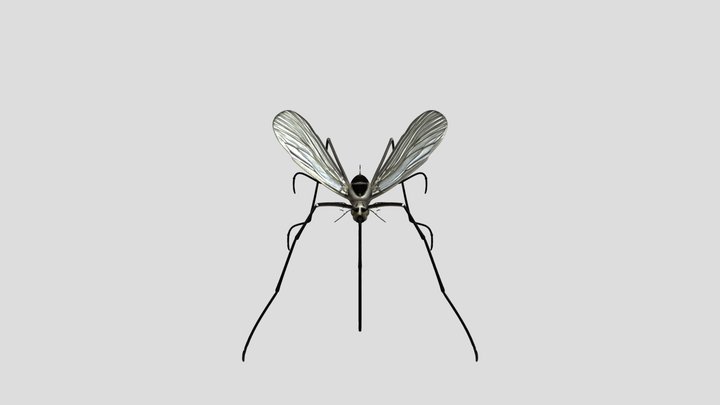 Aedes triseriatus 3D Model