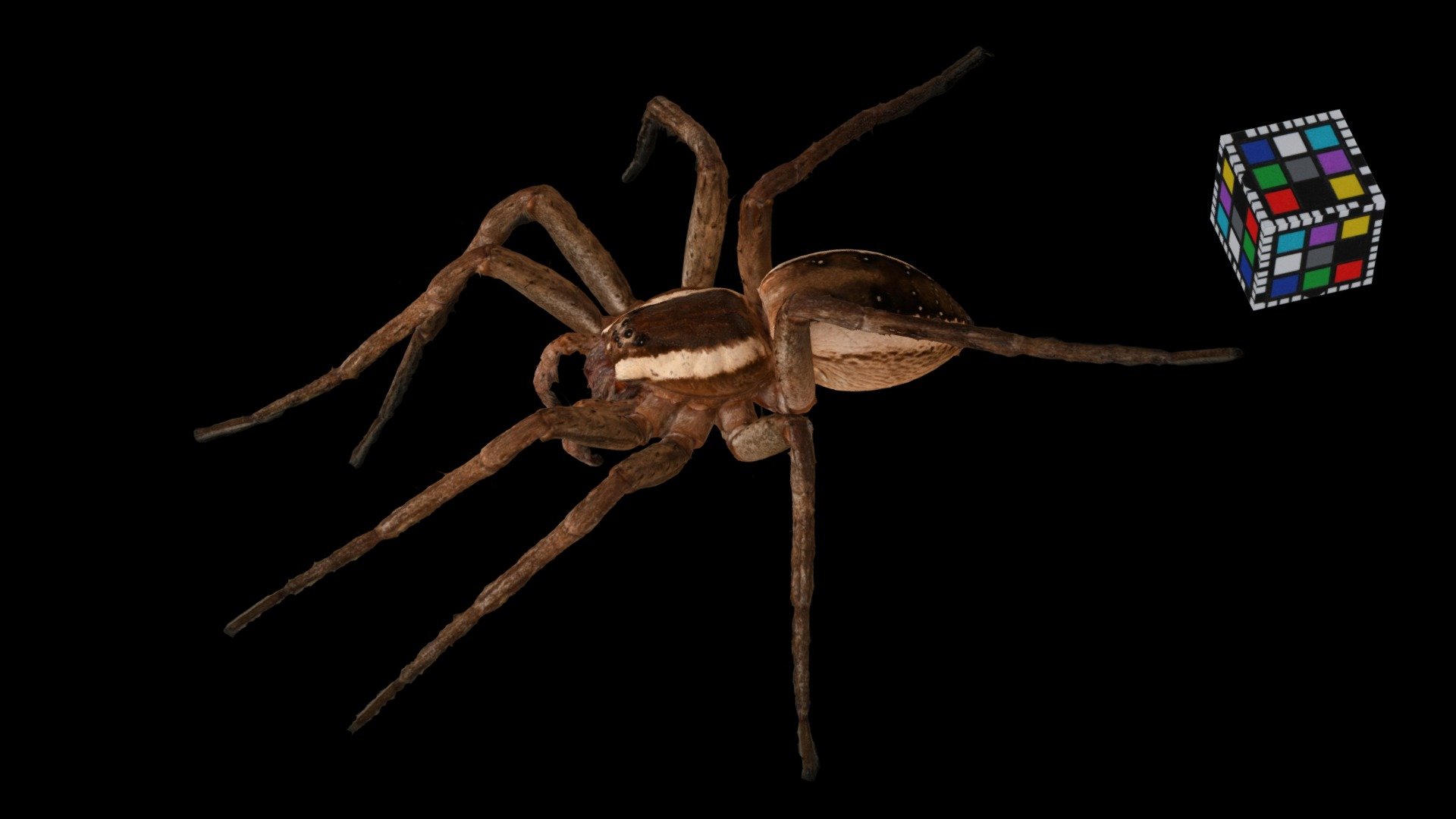 スジボソハシリグモ Fishing Spider, D. augustivirgatus