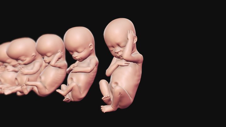 Growing Baby 3D Print-Ready Models :Weeks 4-12 3D Model