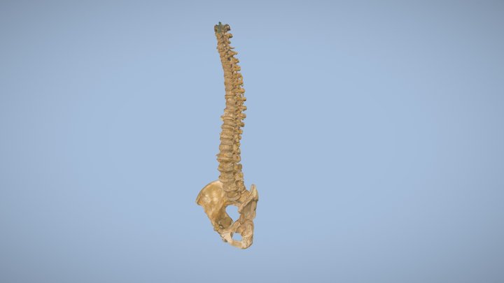 Wirbelsäule 3D Model
