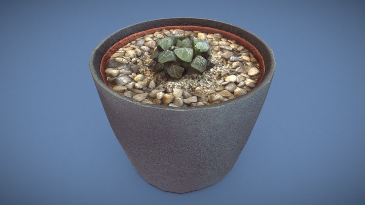 Haworthia Bayeri plant in a ceramic pot 3D Model