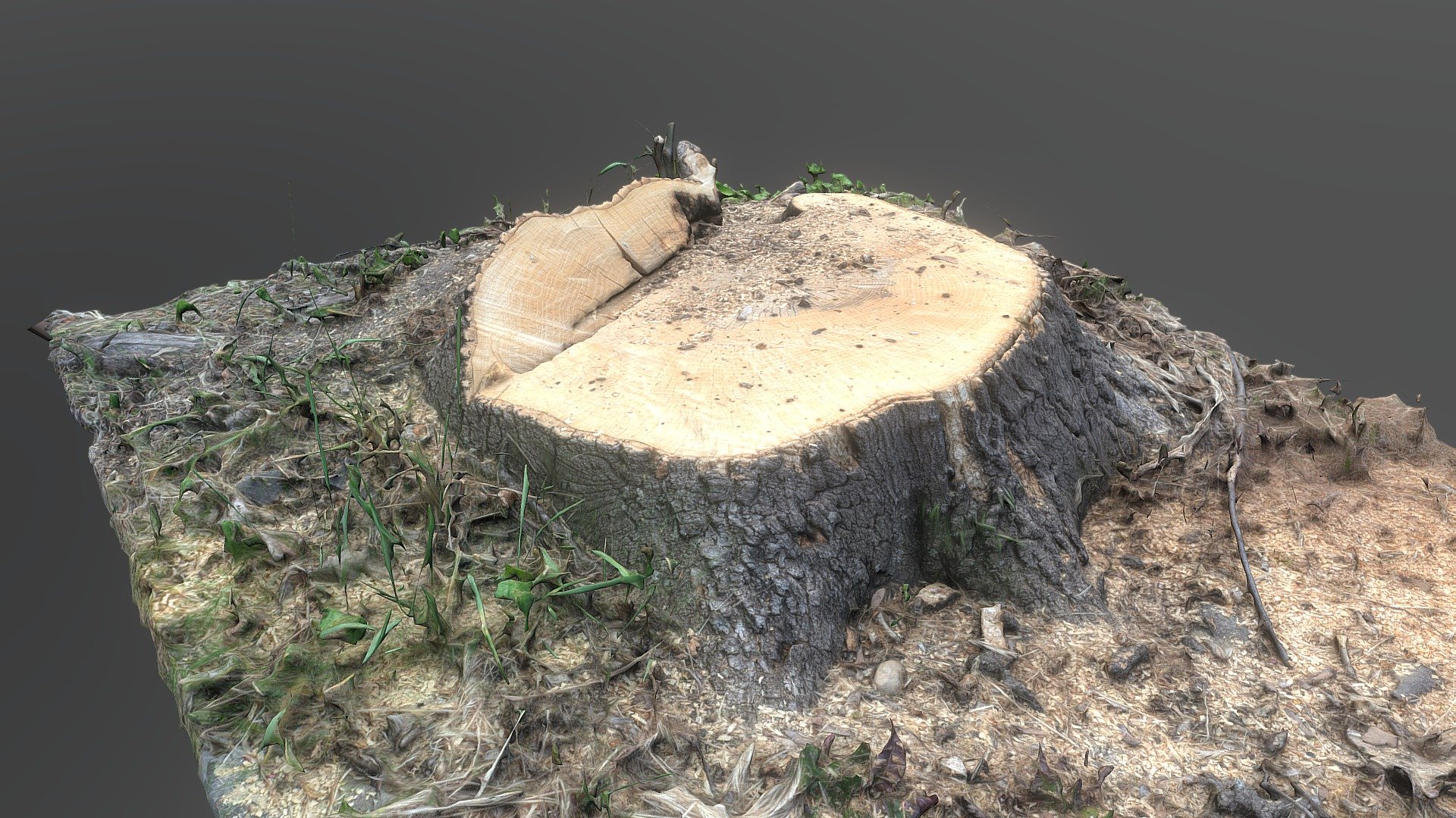 Cut Elm tree stump
