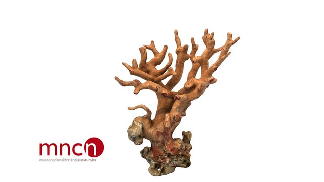Corallium Rubrum 3D Model